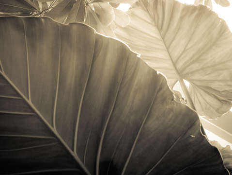 Alocasia elephant ear study 3