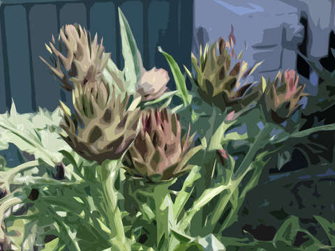 Artichoke 1