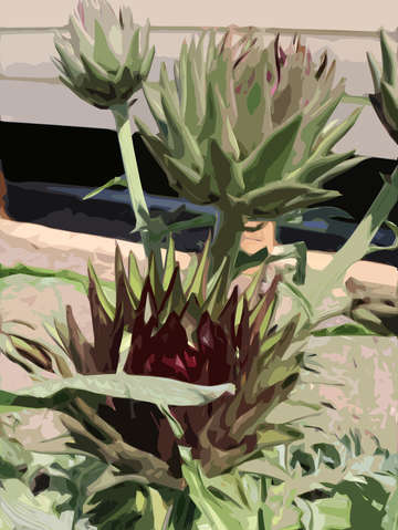 Artichoke 2