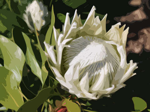 Protea 1