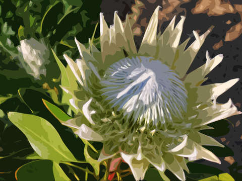 Protea 2