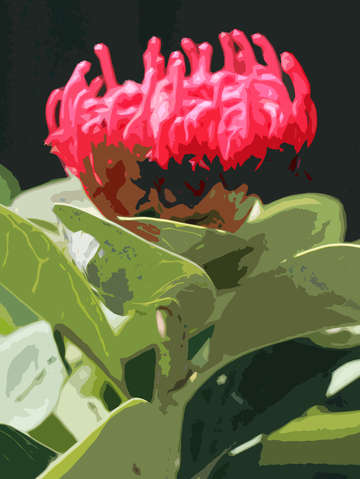 Waratah
