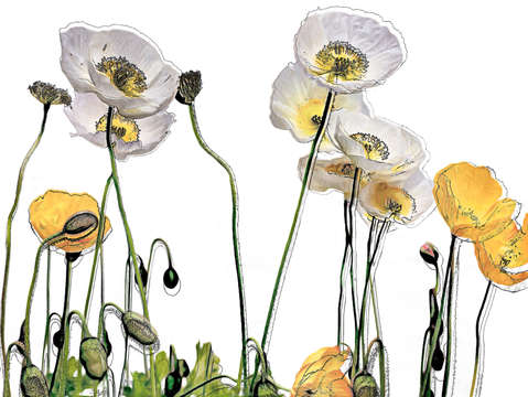 Poppies 9