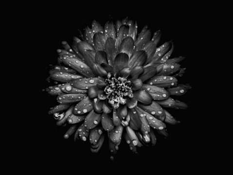 Backyard flowers in black and white 45