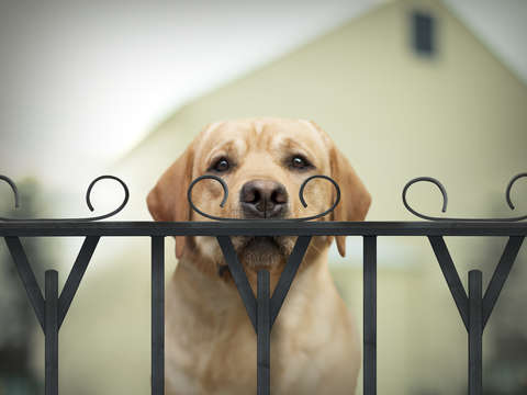 Watson