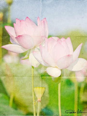 Lotus 22