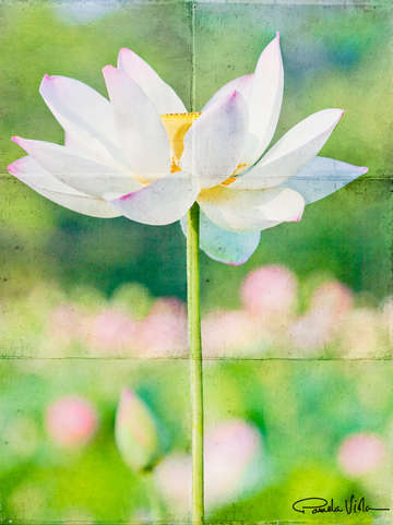 Lotus 69