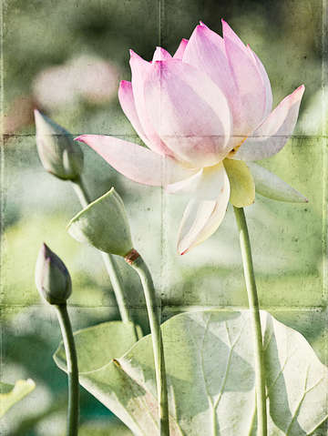 Lotus 99
