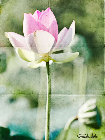 Lotus 171