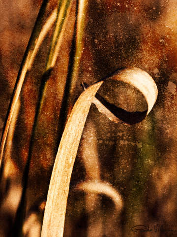 Organix reed 1
