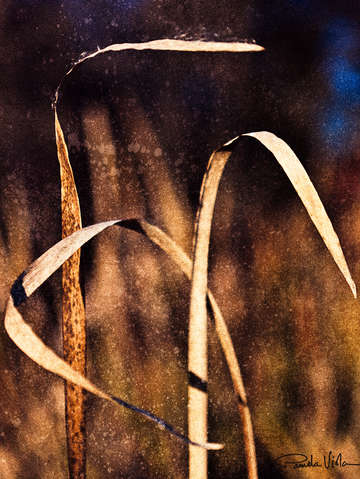 Organix reed 3