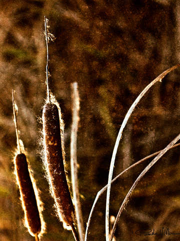 Organix reed 4