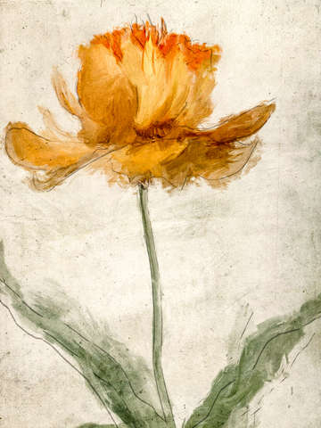 Strawflower 9192
