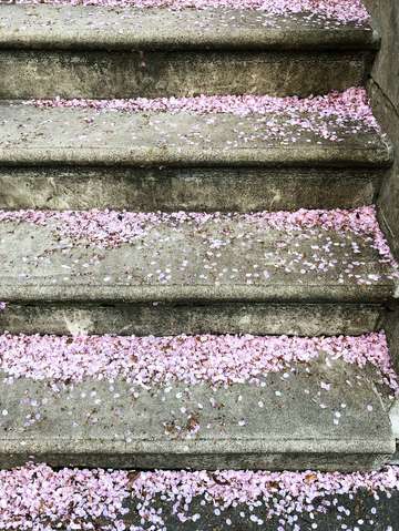Sakura steps brooklyn new york