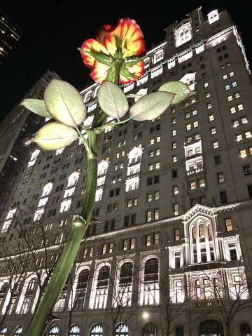 A rose in fidi new york
