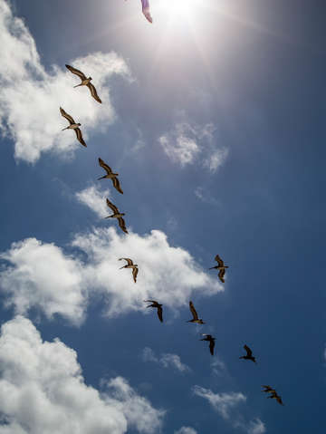 Pelicans 4