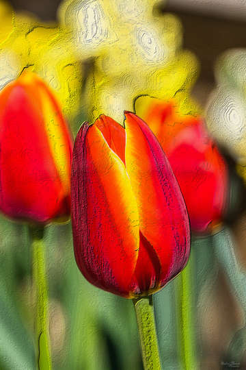 Textured tulip