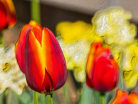 Textured garden of tulips