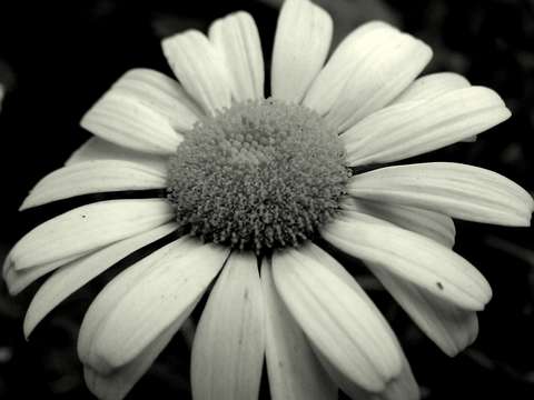Daisy daisy