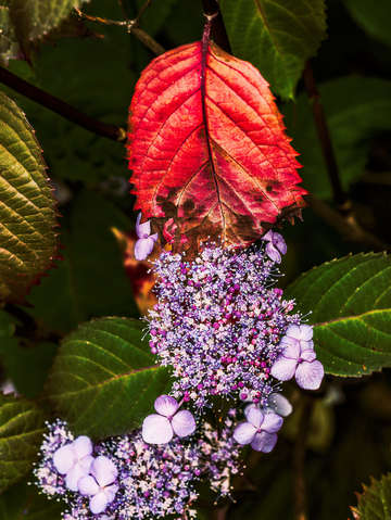 Hydrangea fall
