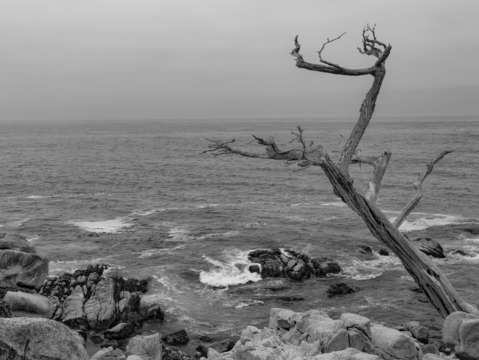 Ghost tree bw
