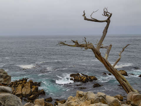 Ghost tree in color