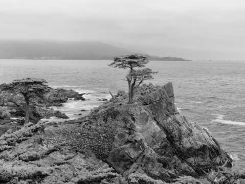 Cypress point in bw
