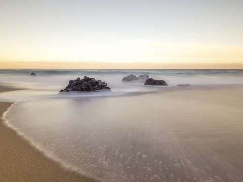 Magical mystical garrapata 3