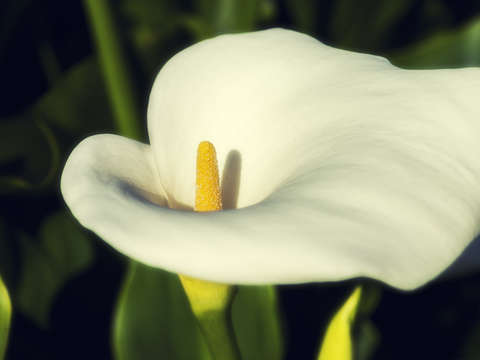 The lovliest lily color