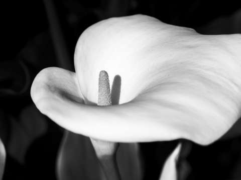 The lovliest lily monochrome