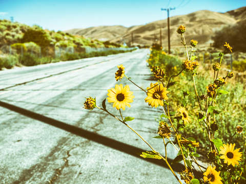 Backroads beauties vintage