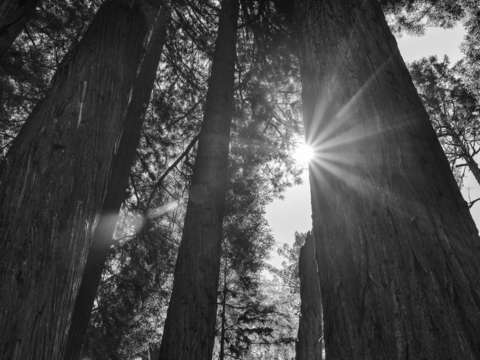 Shine on in the redwoods monochrome