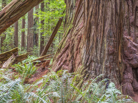 Ancient beauty in stout grove