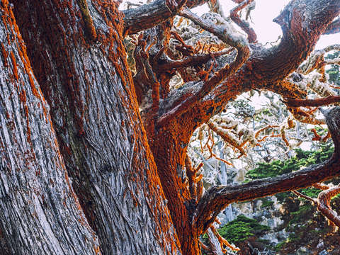Magical trees at lobos