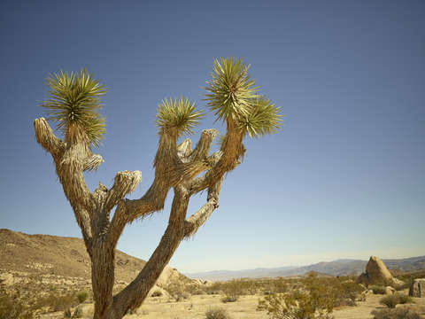 Joshua tree 4