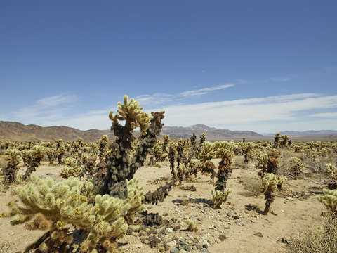 Cholla cactus garden 2