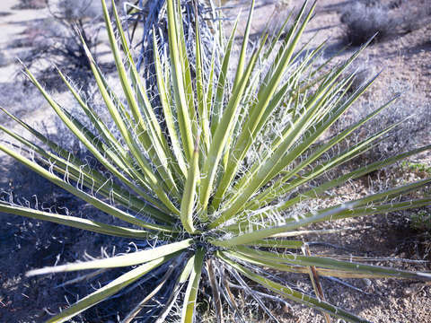 Cacti zoom