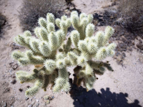 Cholla cactus zoom
