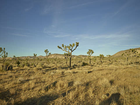 Joshua tree garden