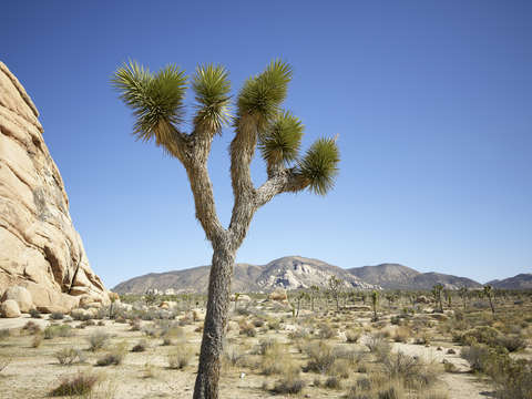Joshua tree boulder
