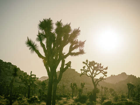 The old west joshua tree