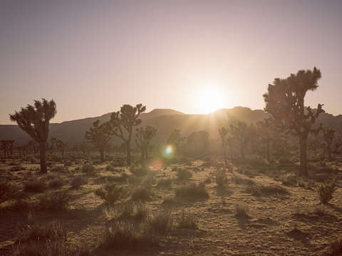About 15 minutes to go joshua tree