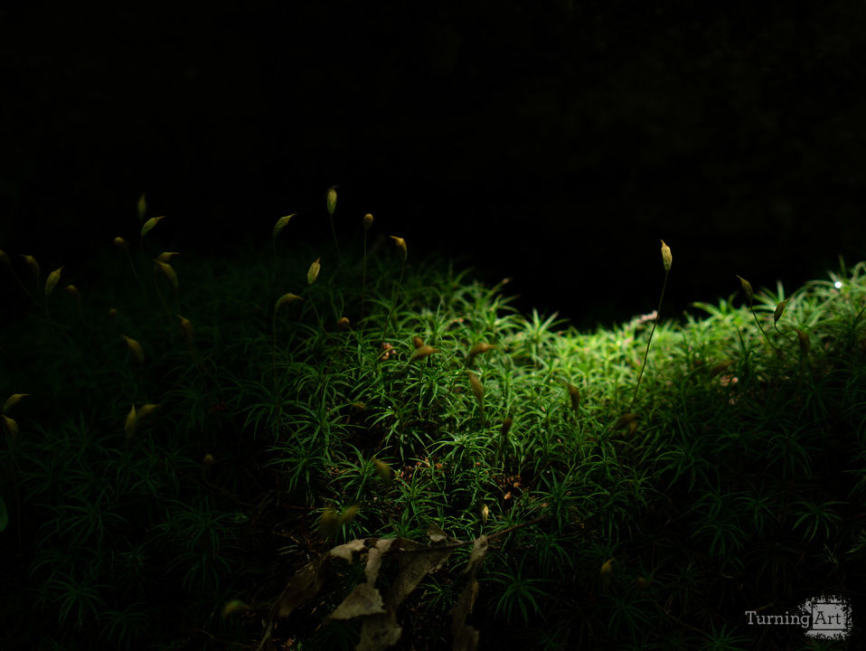 Tiny worlds polytrichum moss