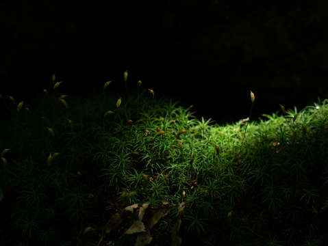 Tiny worlds polytrichum moss