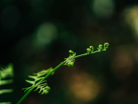 Unfurling fern