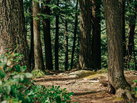 Ancient forest