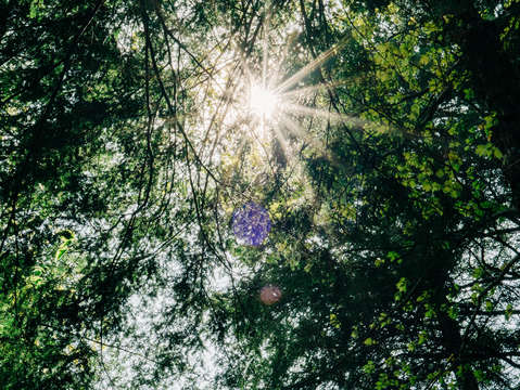 The canopy