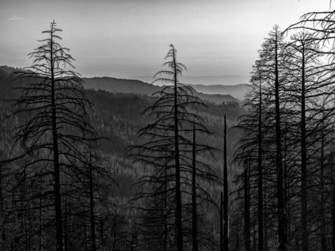 Beautiful renewal bw