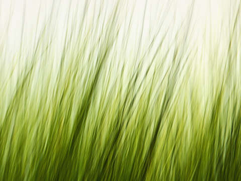 Grasses a8675