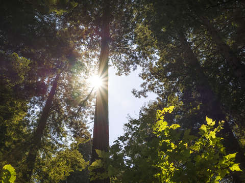 Illumination in the redwoods